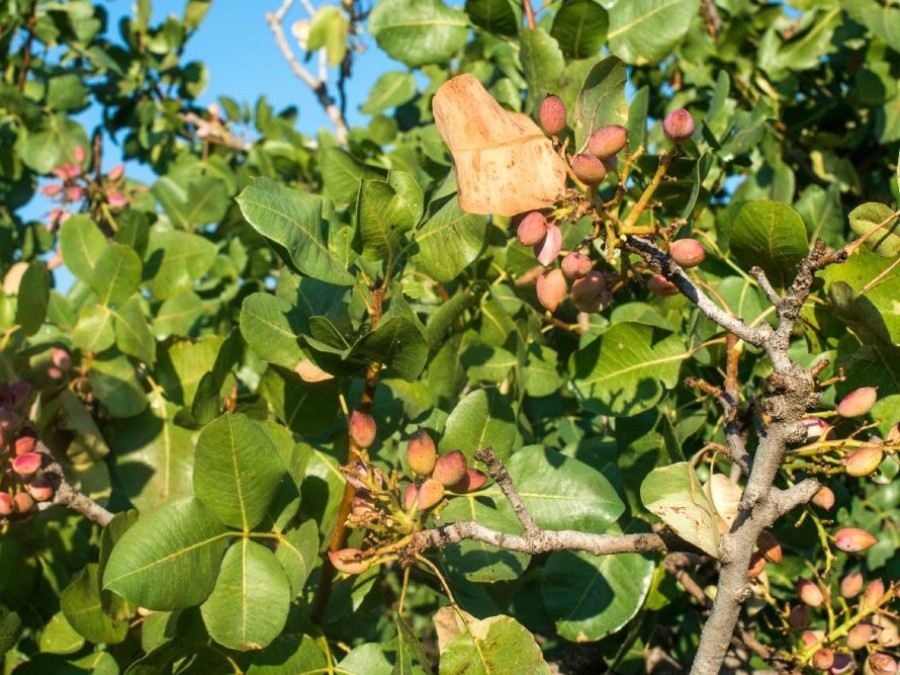 Aceites Esenciales Para Combatir Plagas De Los Pistachos Revista